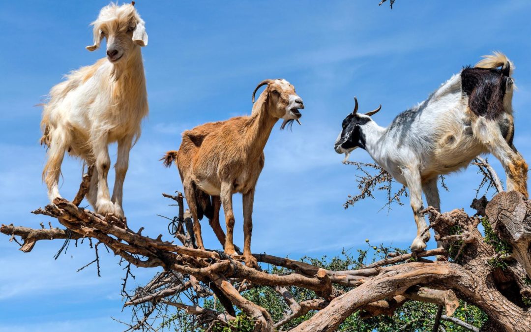 摩洛哥深度15天團