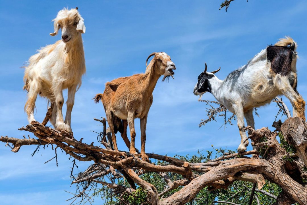 摩洛哥深度15天團