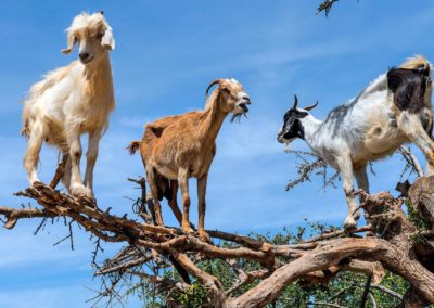 摩洛哥深度15天團