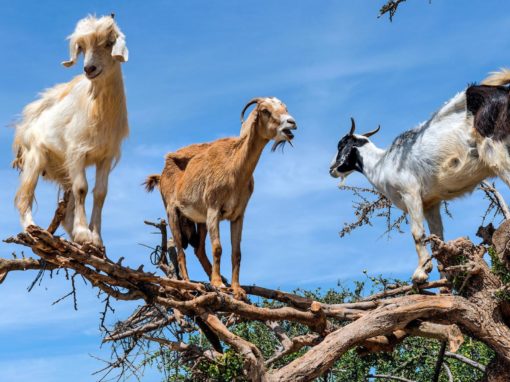 摩洛哥深度15天團