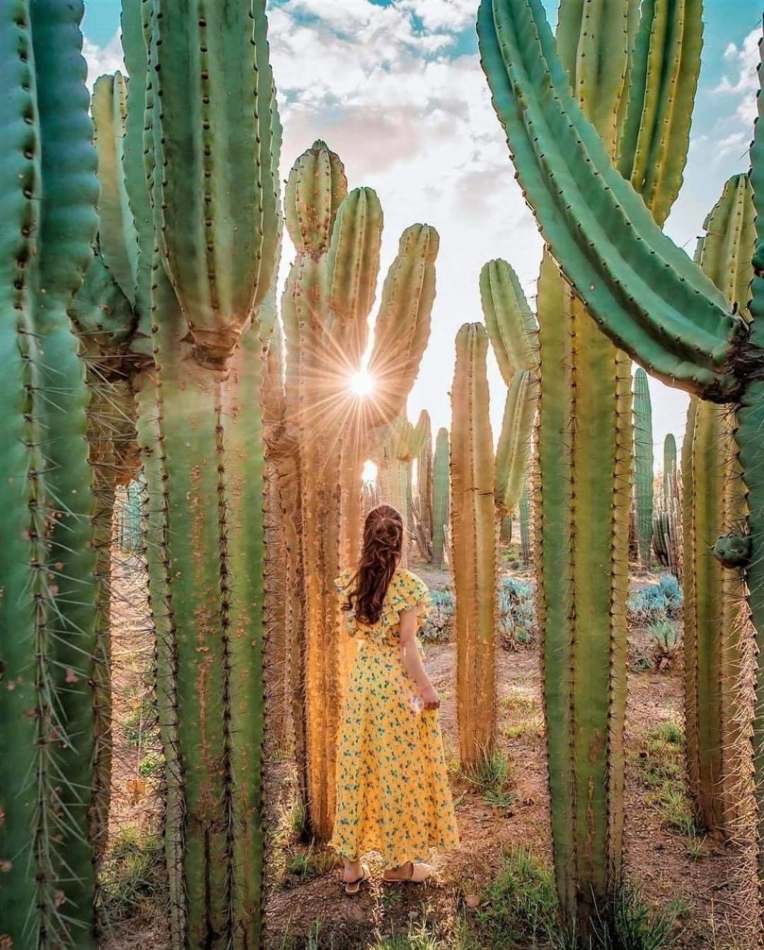 仙人掌農場 (Cactus Thiemann)