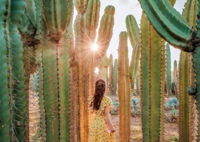 仙人掌農場 (Cactus Thiemann)