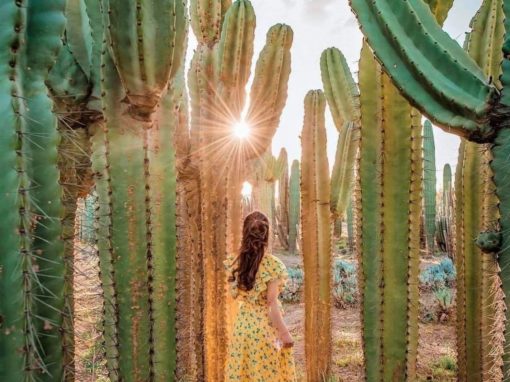 仙人掌農場 (Cactus Thiemann)